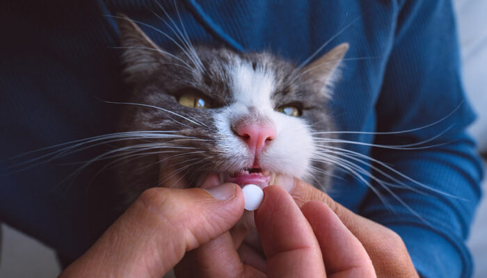 8 telltale signs that it’s time to take a cat to a vet